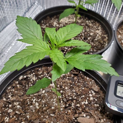 Blue Haze #1 growlog timeline photo
