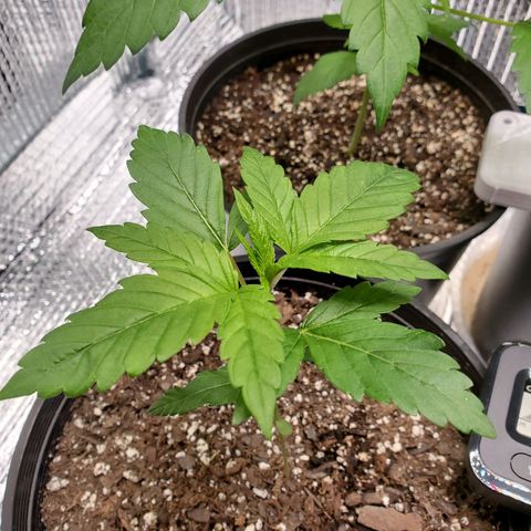 Blue Haze #1 growlog timeline photo