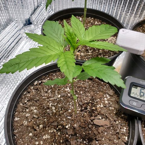 Blue Haze #1 growlog timeline photo