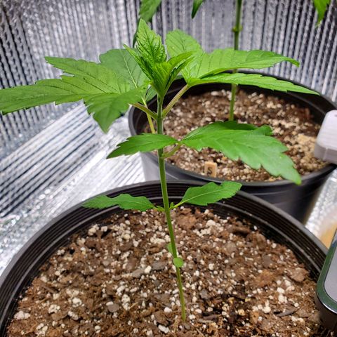 Blue Haze #1 growlog timeline photo
