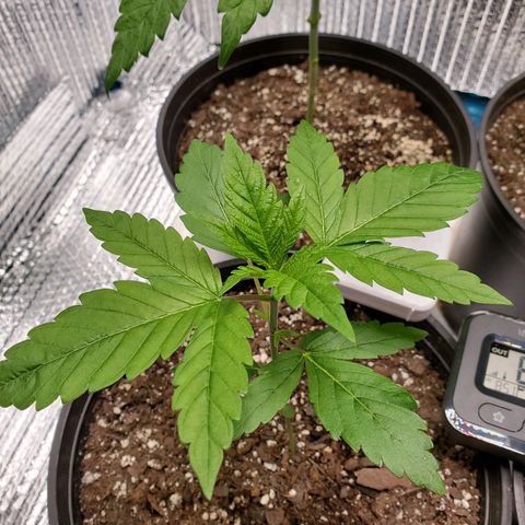 Blue Haze #1 growlog timeline photo