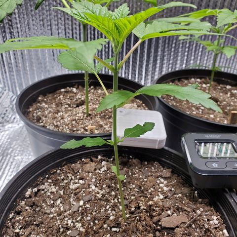 Blue Haze #1 growlog timeline photo
