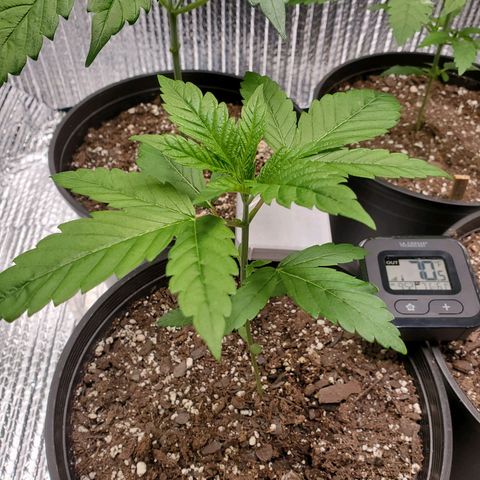 Blue Haze #1 growlog timeline photo