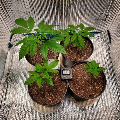 Blue Haze #1 growlog timeline photo