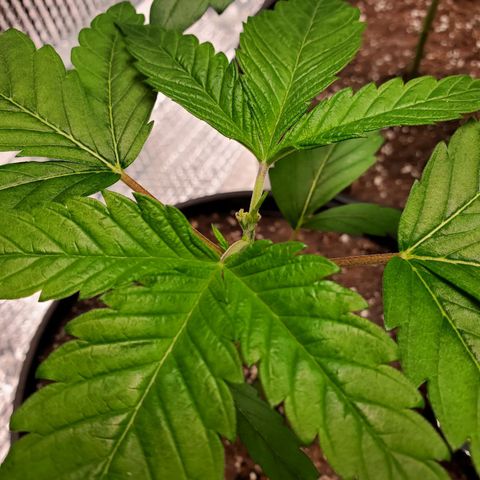Blue Haze #1 growlog timeline photo