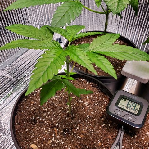 Blue Haze #1 growlog timeline photo