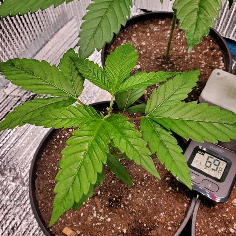 Blue Haze #1 growlog timeline photo