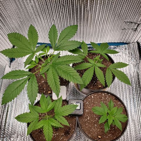 Blue Haze #1 growlog timeline photo