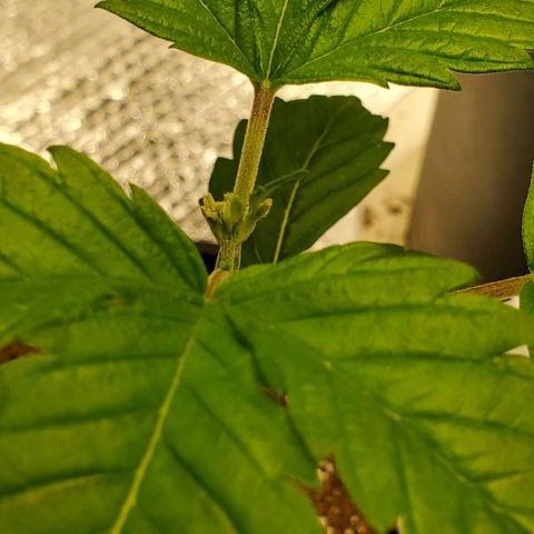 Blue Haze #1 growlog timeline photo