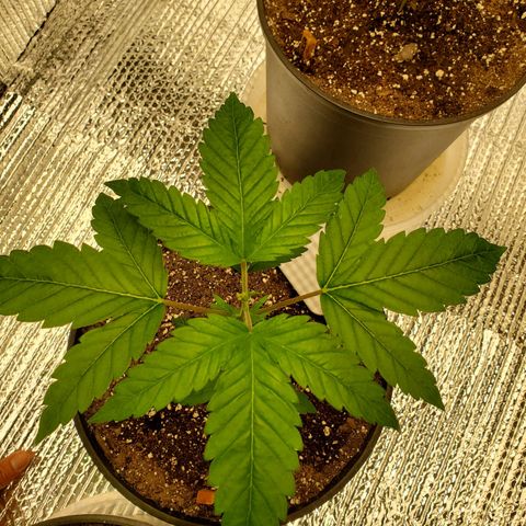 Blue Haze #1 growlog timeline photo