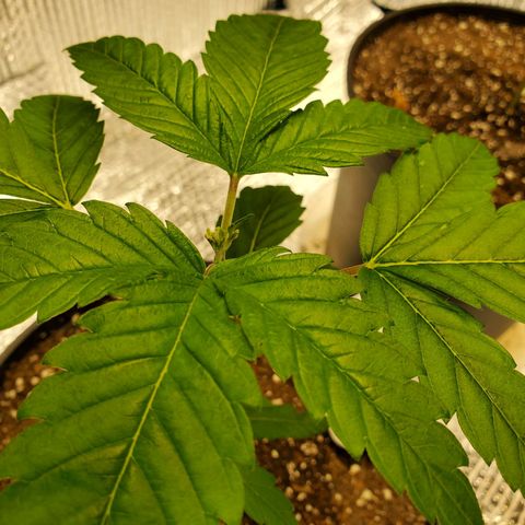 Blue Haze #1 growlog timeline photo