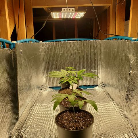 Blue Haze #1 growlog timeline photo