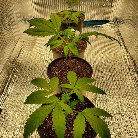 Blue Haze #1 growlog timeline photo