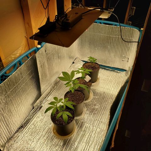 Blue Haze #1 growlog timeline photo