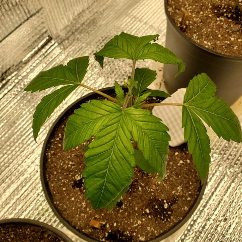 Blue Haze #1 growlog photo: Over watered
