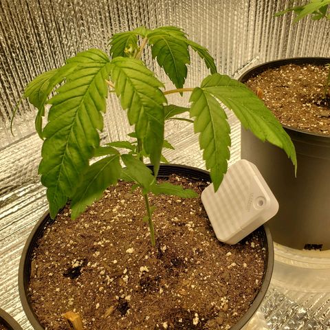 Blue Haze #1 growlog photo: Over watered