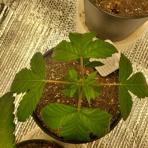 Blue Haze #1 growlog timeline photo