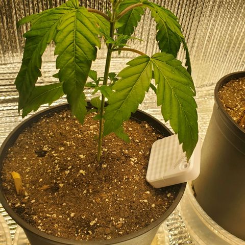 Blue Haze #1 growlog timeline photo