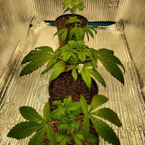 Blue Haze #1 growlog timeline photo