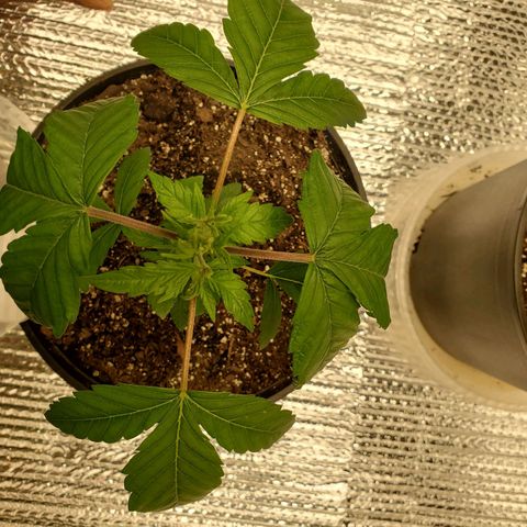 Blue Haze #1 growlog timeline photo