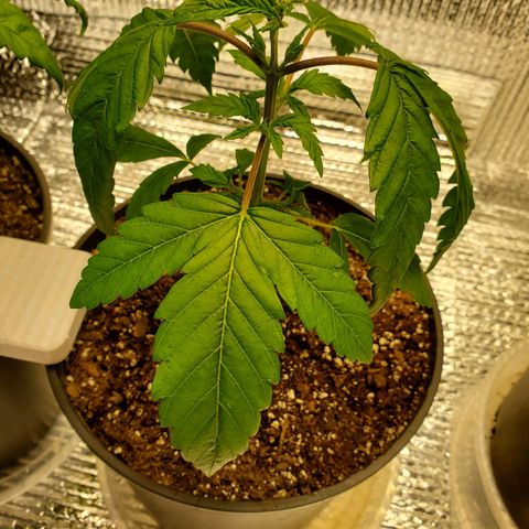 Blue Haze #1 growlog timeline photo