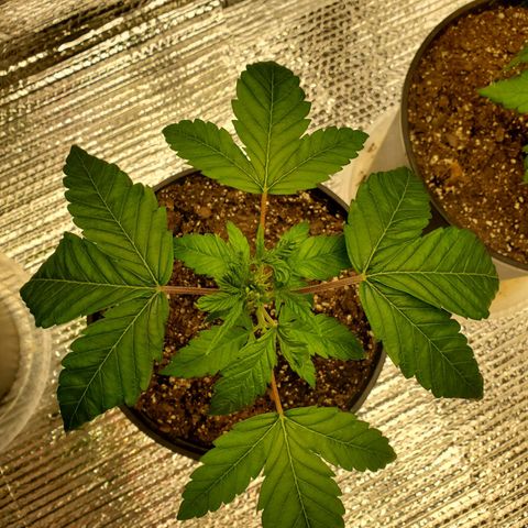 Blue Haze #1 growlog timeline photo