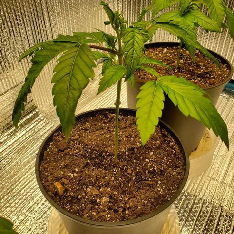 Blue Haze #1 growlog timeline photo