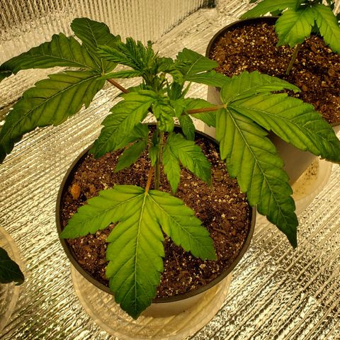 Blue Haze #1 growlog timeline photo