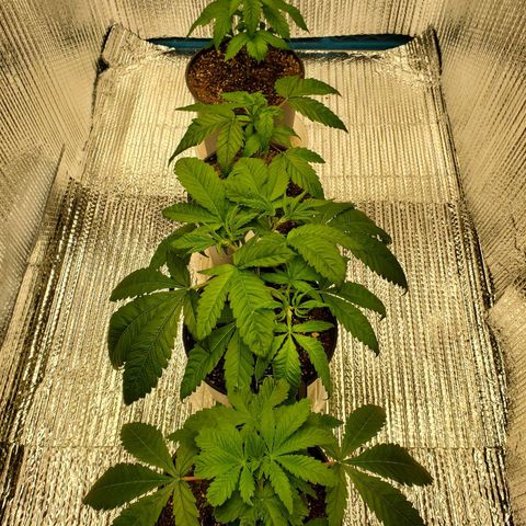 Blue Haze #1 growlog timeline photo