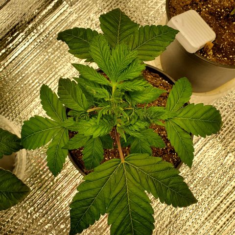 Blue Haze #1 growlog timeline photo