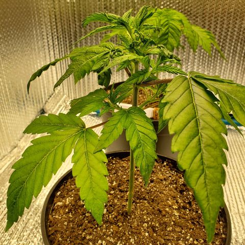 Blue Haze #1 growlog timeline photo