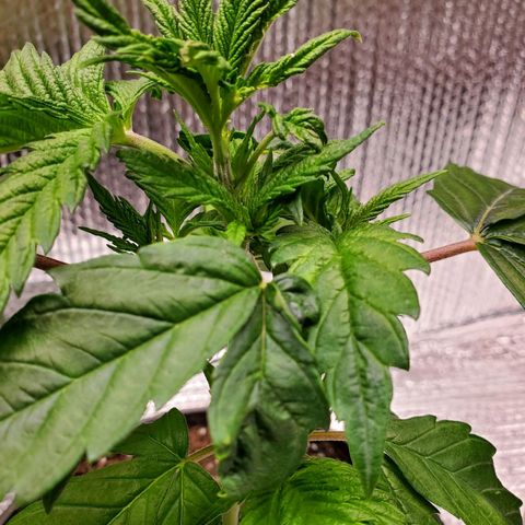 Blue Haze #1 growlog timeline photo