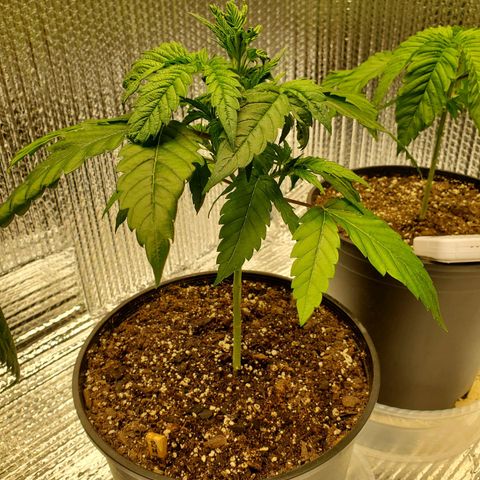 Blue Haze #1 growlog timeline photo