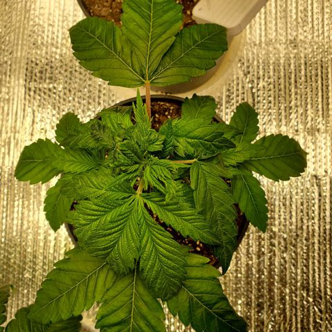Blue Haze #1 growlog timeline photo
