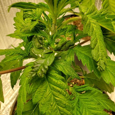 Blue Haze #1 growlog timeline photo