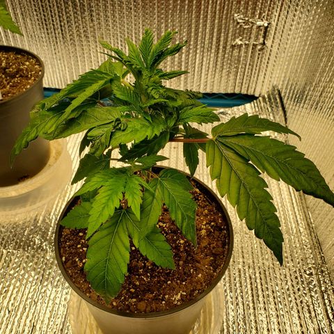Blue Haze #1 growlog timeline photo