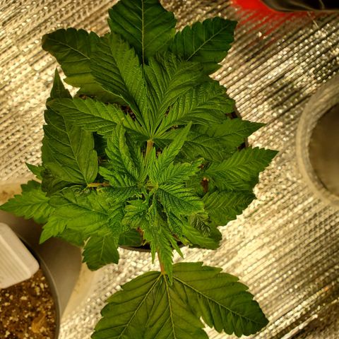 Blue Haze #1 growlog timeline photo