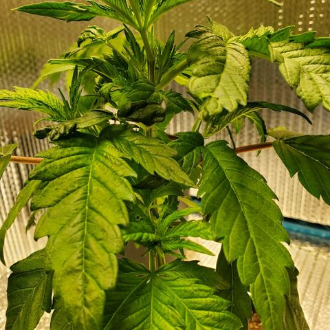 Blue Haze #1 growlog timeline photo