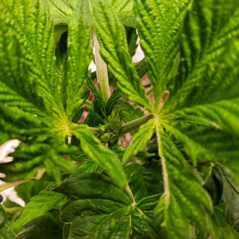 Blue Haze #1 growlog timeline photo