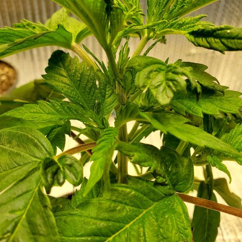 Blue Haze #1 growlog timeline photo