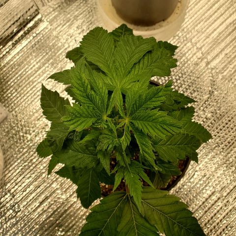 Blue Haze #1 growlog timeline photo