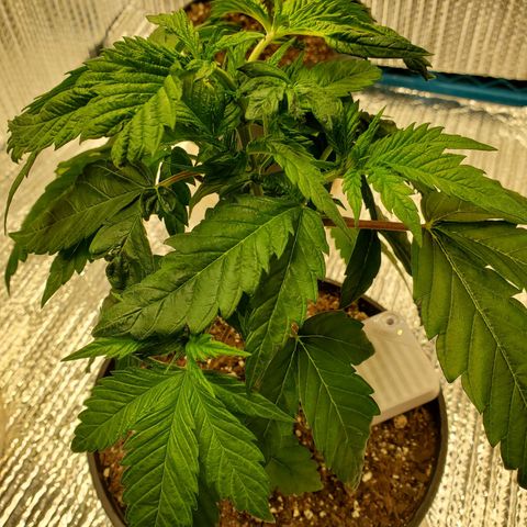 Blue Haze #1 growlog timeline photo