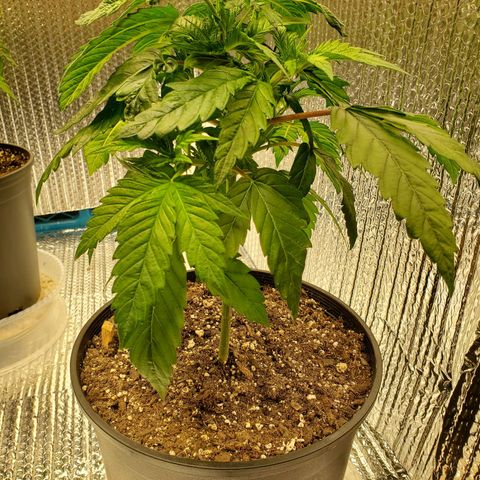 Blue Haze #1 growlog timeline photo
