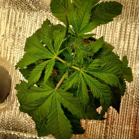 Blue Haze #1 growlog timeline photo