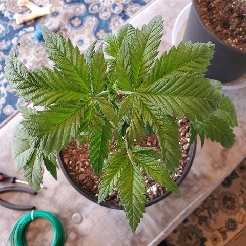 Blue Haze #1 growlog timeline photo