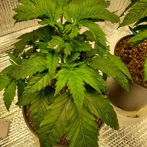 Blue Haze #1 growlog timeline photo