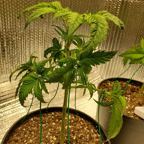 Blue Haze #1 growlog timeline photo