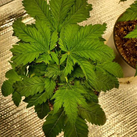 Blue Haze #1 growlog timeline photo
