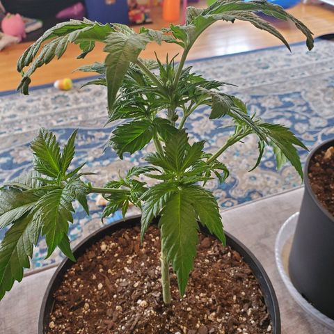 Blue Haze #1 growlog timeline photo