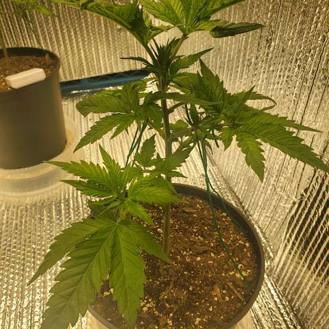 Blue Haze #1 growlog timeline photo